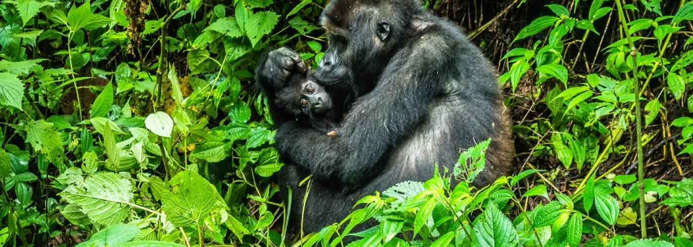 Gorilla mother with her new baby. Kissing and showering it with love like that of a human, Mount Kahuzi, Democratic Republic of the Congo