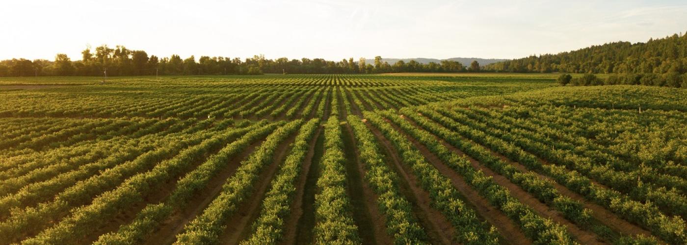 Agriculture and Land use - Sudan