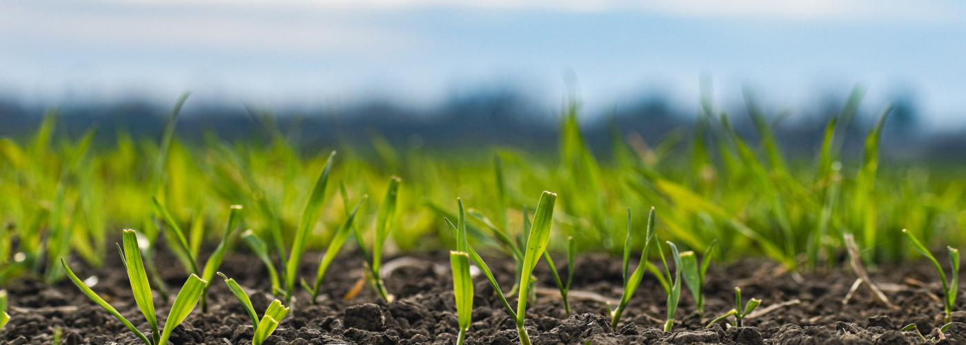 Agriculture and Land use - Congo (the democratic republic of the)