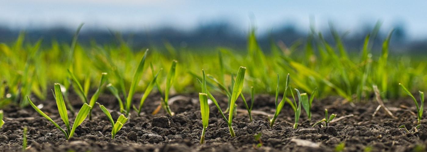 Agriculture and Land use - Togo
