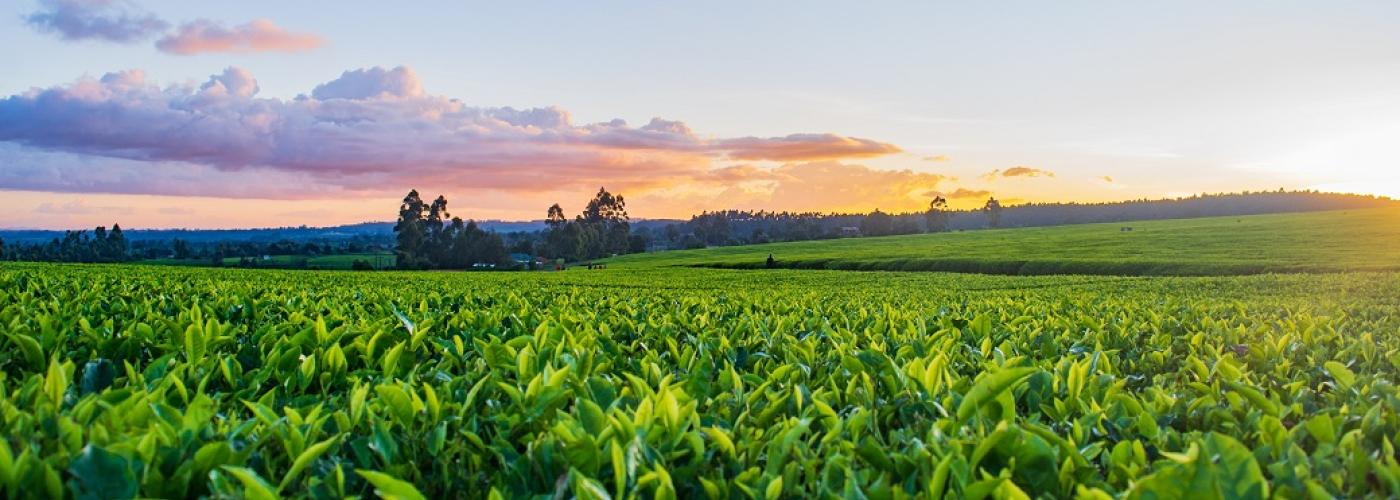 Agriculture and Land use - Somalia