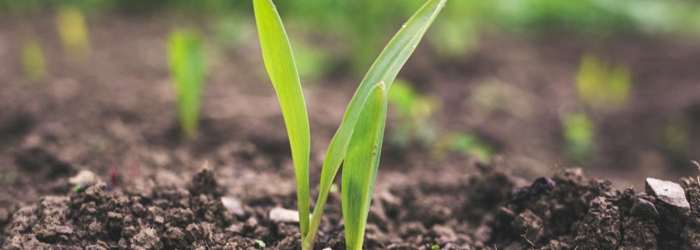 Agriculture and Land use - Uganda