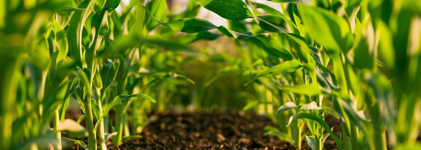 Agriculture and Land use - Ghana