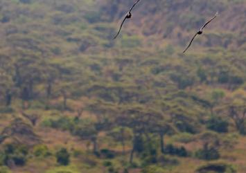 Ethiopia BIOME Web Map