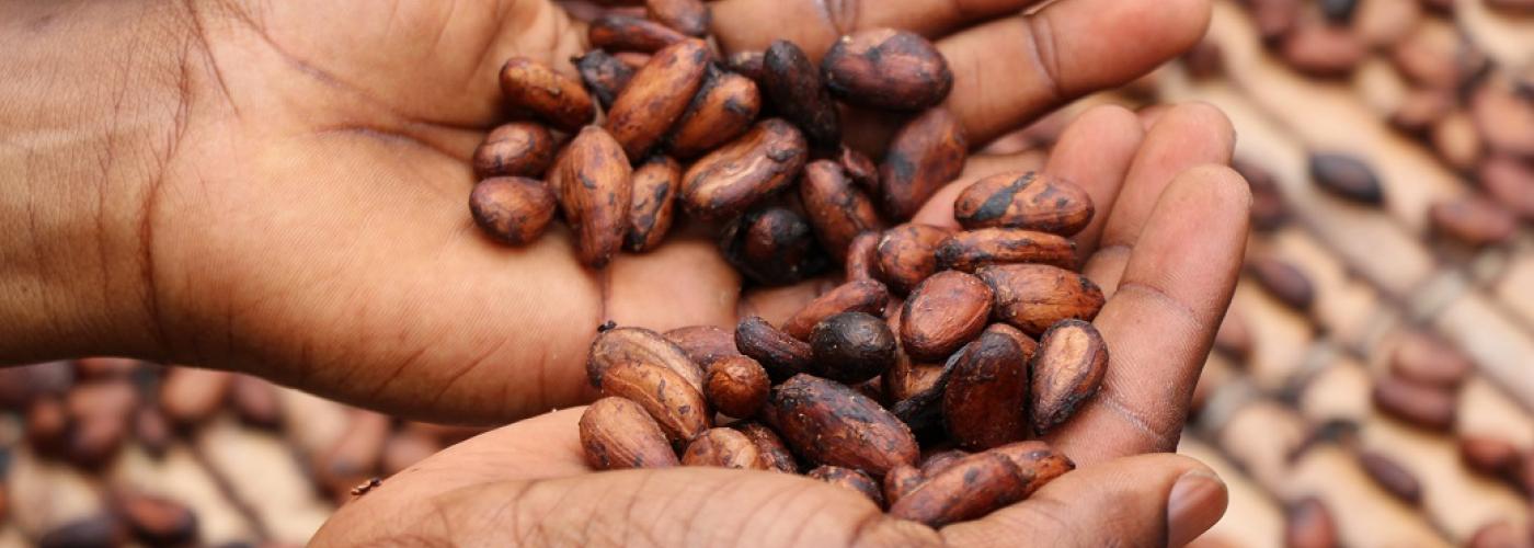 Drying the cocoa beans before being crushed, Village In Ivory Coast